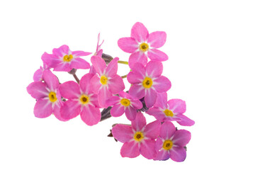 pink forget-me-not isolated