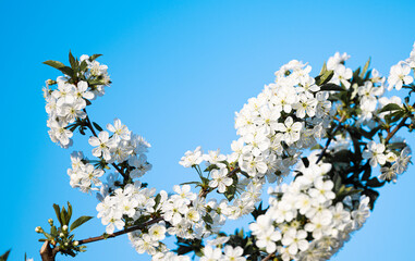 branch with cherry flowers against the blue sky