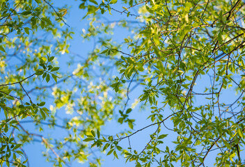 young green foliage against the blue sky