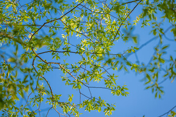 young green foliage against the blue sky