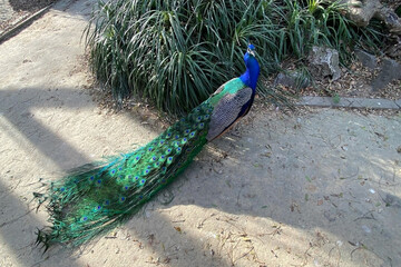 Fototapeta premium Colorful peacock in a city park, Lisbon, Portugal