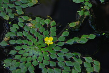 幾何学模様の水草