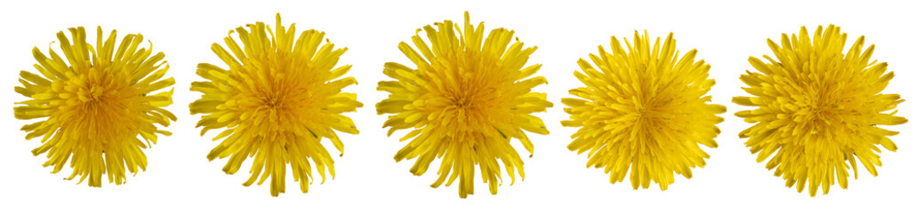Yellow dandelion flowers collection isolated on transparent background. PNG file.