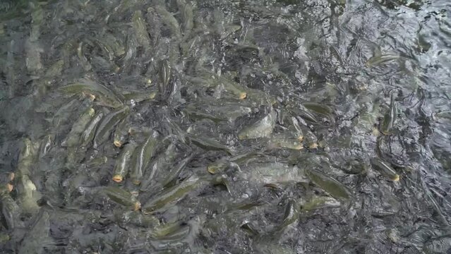 Fish lake Sanliurfa. Fish in Hz. Abraham's pond.