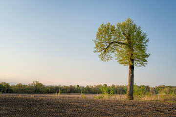 springtime sunrise over farmland in Missouri with a lonely tree