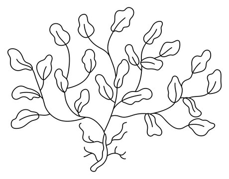 Vector black and white seaweeds icon. Under the sea line illustration with cute phyllophora. Ocean plant clipart. Cartoon underwater or marine clip art, coloring page for children .