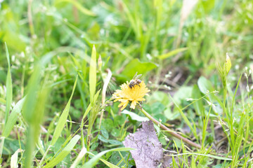 Yellow dandelion with bee on top,  with green grass on backgorund.  Represents nature ,the arrival of spring and pollination.