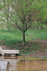Fototapeta na wymiar Flowers and trees in bloom with green grass meadows in public park in Chicago, Illinois on grey Springtime day