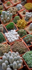 Big group of assorted cactuses