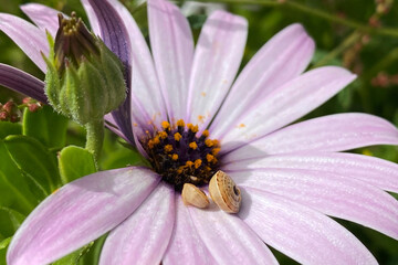 Snail on a flower, flower bud and green leaves background, beautiful floral texture