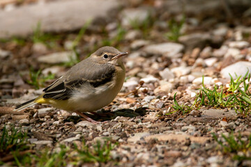 A juvenile grey wagtail is calling for its parents. Small grey and yellow bird. The parents will return when they hear the baby cry. A fledgling bird. Motacilla cinerea.