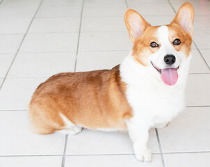 Portrait of Pembroke Welsh Corgi. Portrait of the dog looking at the camera
