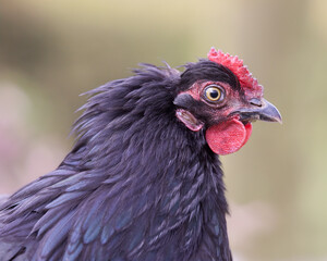 Close up of a young black chicken