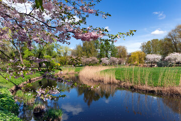 Blooming sakura trees over the water city canal with lush green meadows on a bright spring day in...