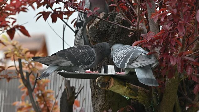 pigeons,tourterelles, oiseaux des villes