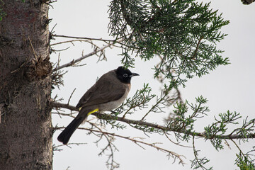 blackbird on a branch