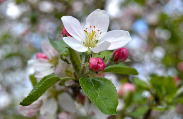 Apple blossom on a branch in spring garden in sunny day. Pink buds and flowers with green leaves on blue sky background