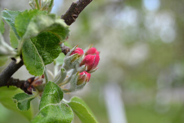 Apple blossom on a branch in spring garden in sunny day. Pink buds and flowers with green leaves on blue sky background