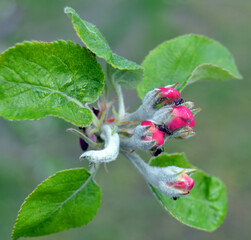 Apple blossom on a branch in spring garden in sunny day. Pink buds and flowers with green leaves on blue sky background