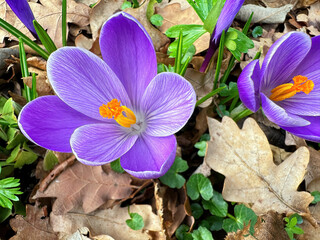 Purple crocus flower growing through autumn foliage