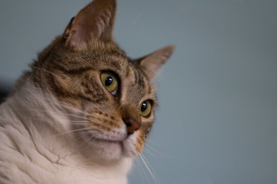 Retrato de gato domestico con cara de sorprendido