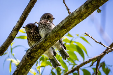 fledgling bluebirds