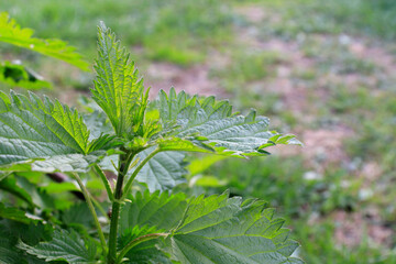 Bush of stinging-nettles. Nettle leaves. Greenery common nettle. Plant nettle grows in the ground.