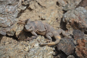 lizard on the rock in death valley