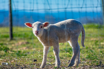 baby goat eating grass