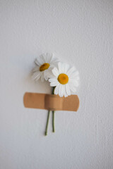 Obraz premium White daisies with adhesive bandage on a white wall.