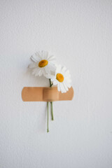White daisies with adhesive bandage on a white wall.