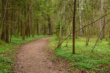 Forest path in spring with blooming anemone flowers in Drabesi in Latvia
