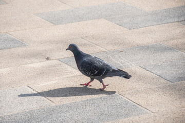 A lonely pigeon walks down the city street