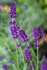 Lavandula angustifolia bunch of flowers in bloom, purple scented flowering plant