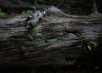 tree trunk with moss