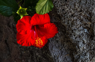 red hibiscus flower close up lava rock background