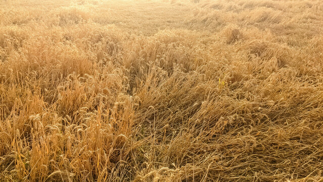 harvest of dry wheat field, bread, semolina, porridge, bran, gluten and protein. Yellow textured background of organic wheat grains, ready for farming