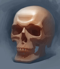 Skull illustration, drawing