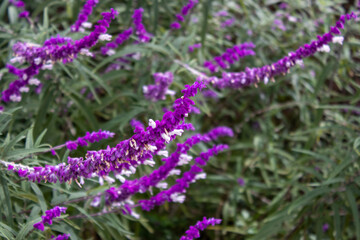 Flores moradas