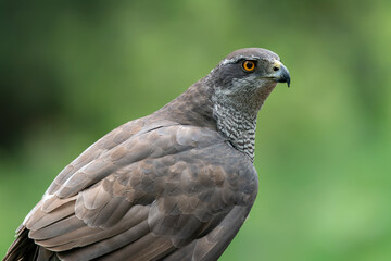 Portrait of a beautiful Northern Goshawk (Accipiter gentilis)  in the forest of Noord Brabant in...