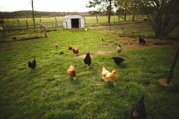Chickens on a small farm in the country. Small scale poultry farming in Ontario, Canada. - obrazy, fototapety, plakaty