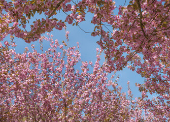 cherry blossom in spring with blue sky background, selective focus
