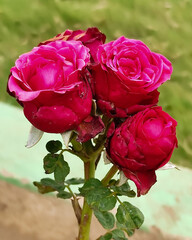 The all beautiful flowers india very good rose all beautiful flowers 