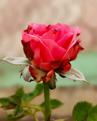 The all beautiful flowers india very good rose all beautiful flowers 