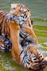 Young Tigers playing in water, Thailand