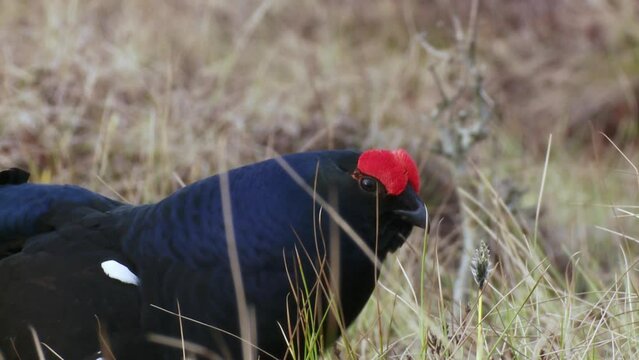 Black Grouse lek at sunrise. Close up Portrait. Black grouse Tetrao tetrix. Lyrurus tetrix early in the morning. Black grouse showing tail at sunrise. Spring mating season in the nature.