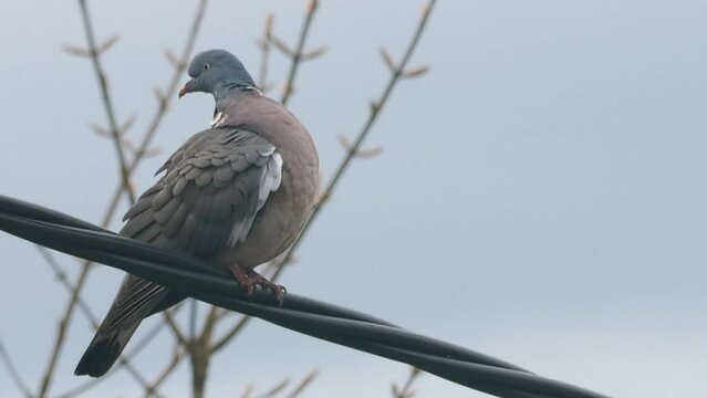 Pigeon bird perched on electricity wire preening feathers in wind slow motion