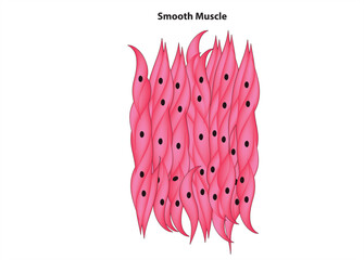 Smooth muscle tissue diagram