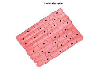 Skeletal muscle tissue diagram