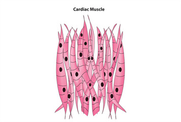 cardiac muscle cell diagram
